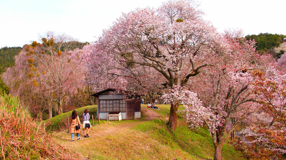 mount-yoshino-cherry-blossom