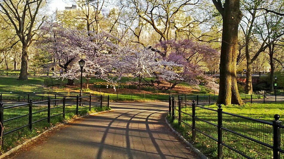 A picturesque path through a park with blooming trees, offering serene escapades amidst the vibrant city of New York.