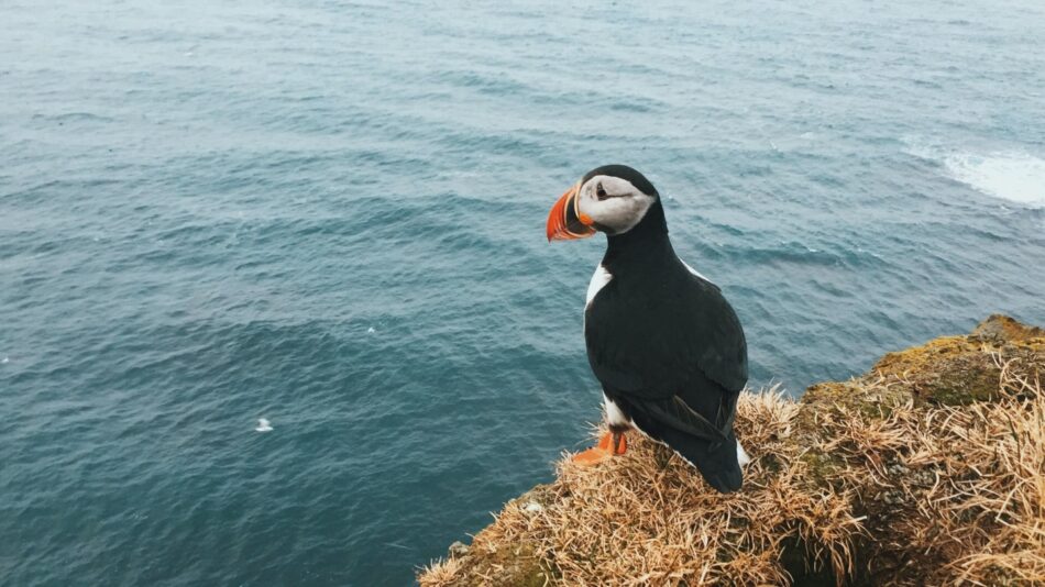 Puffins