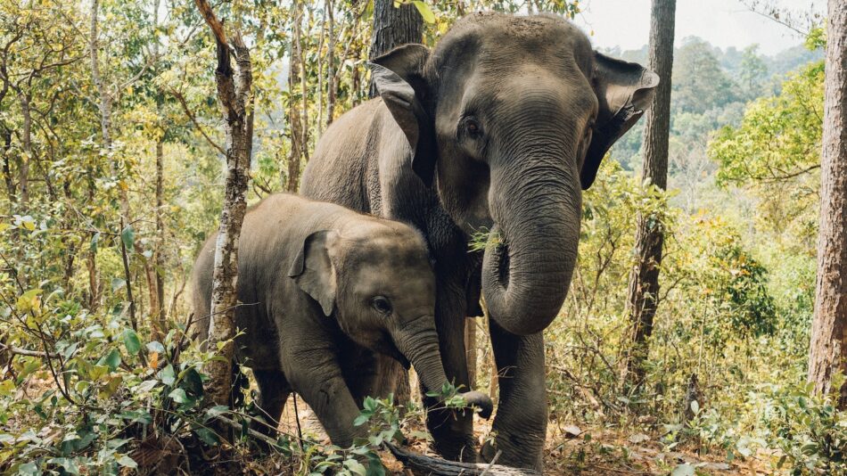 Elephants in Thailand