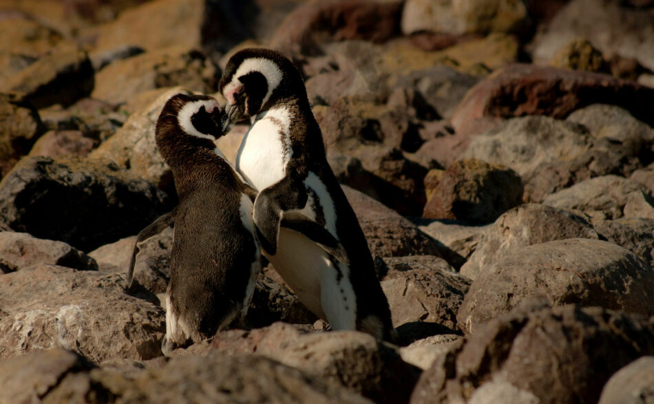 penguins in Puerto Deseado