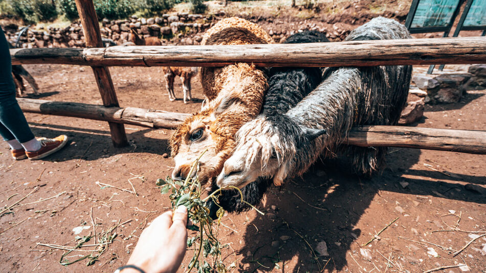 peru animals