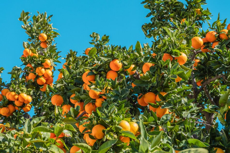 Orange tree