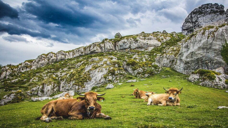 picos de europa, spain