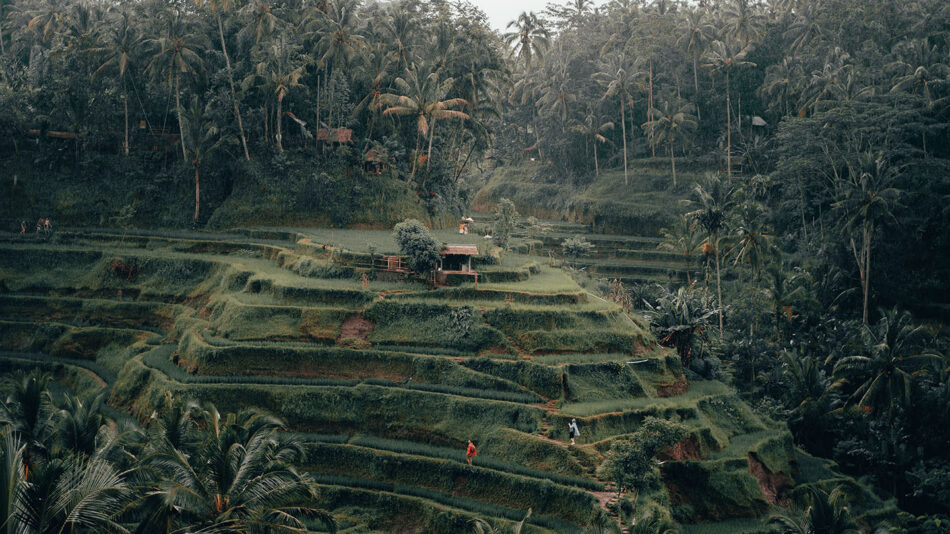 mountains in Ubud. Bali