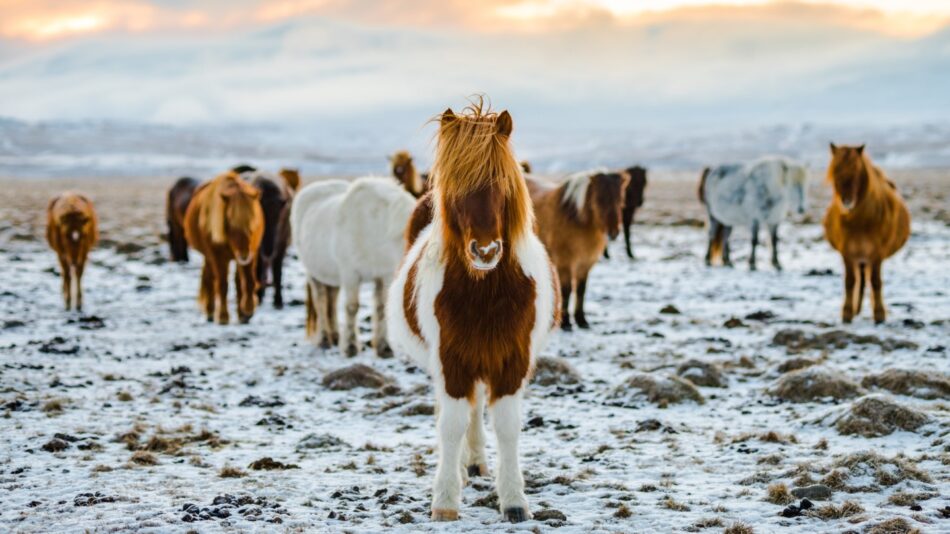 Icelandic Horses