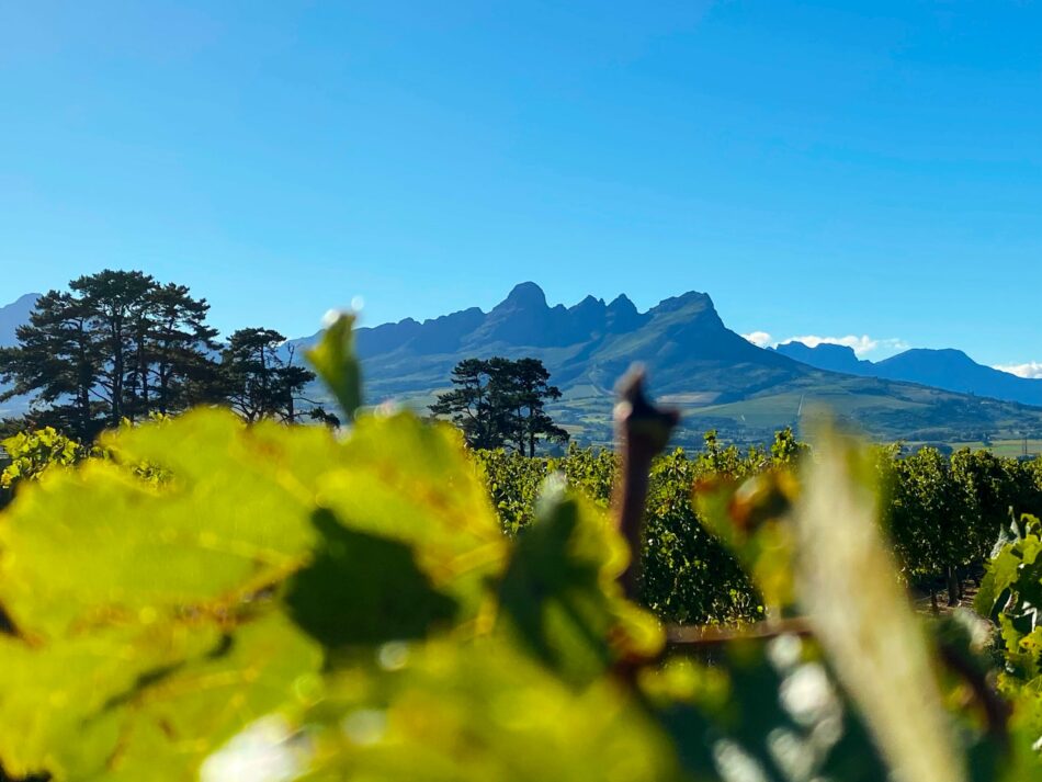 A Garden Route vineyard nestled against picturesque mountains.