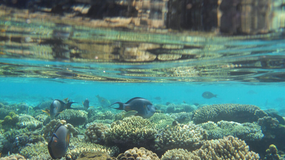 Fish in SHARM EL-SHEIKH, EGYPT