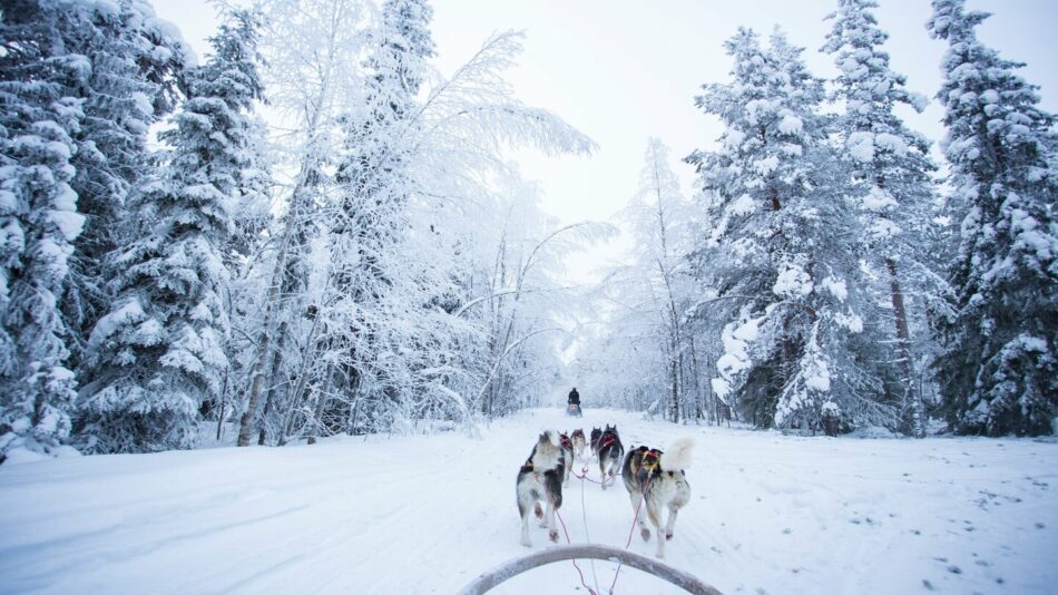 Sled dogs navigating a snowy path on a winter excursion.