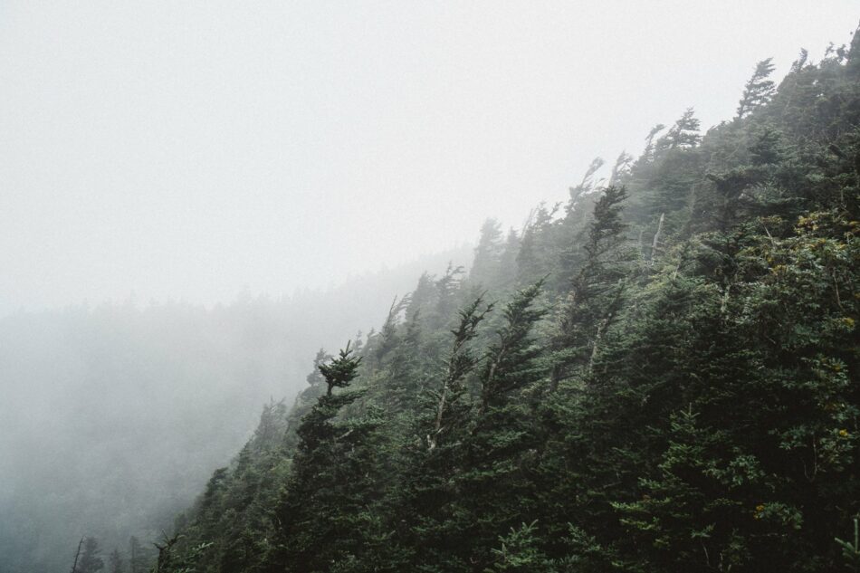 A foggy mountainside with trees in the foreground.