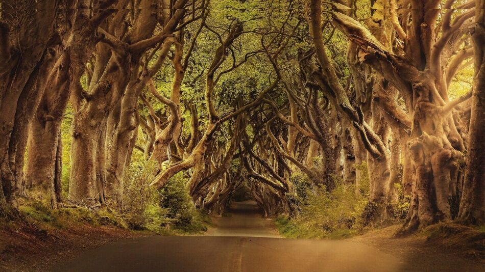 Dark Hedges