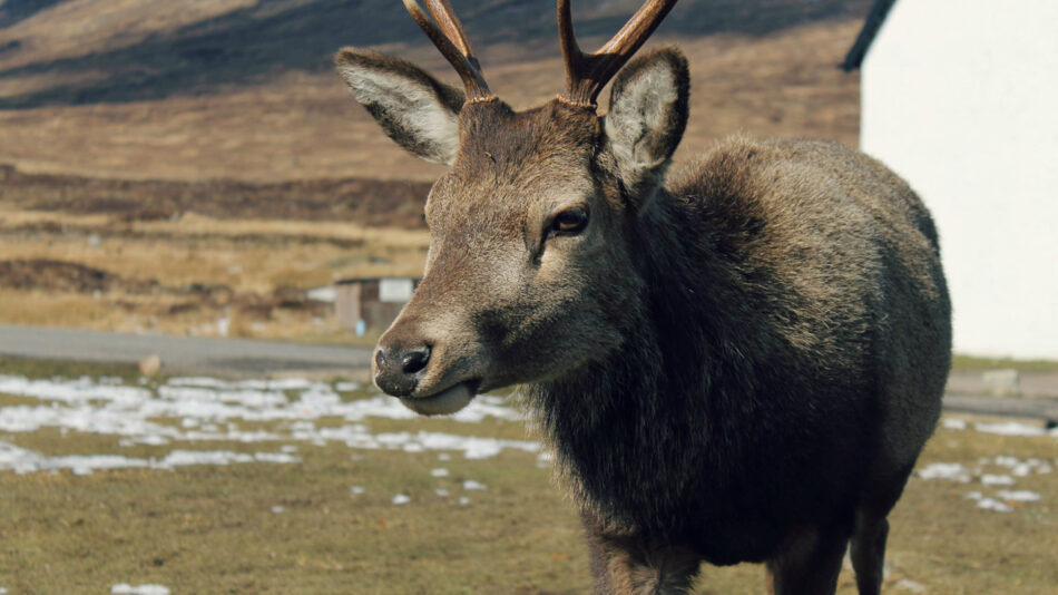 Bonnie Scotland: A Photo Essay - Image of a deer