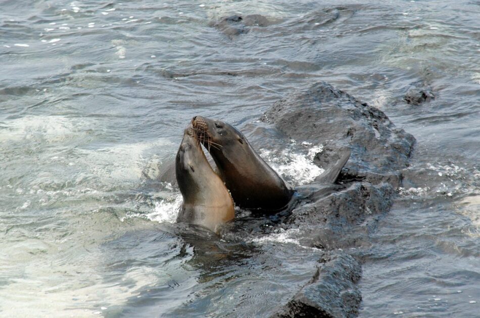 Two playful sea lions frolicking in the water.