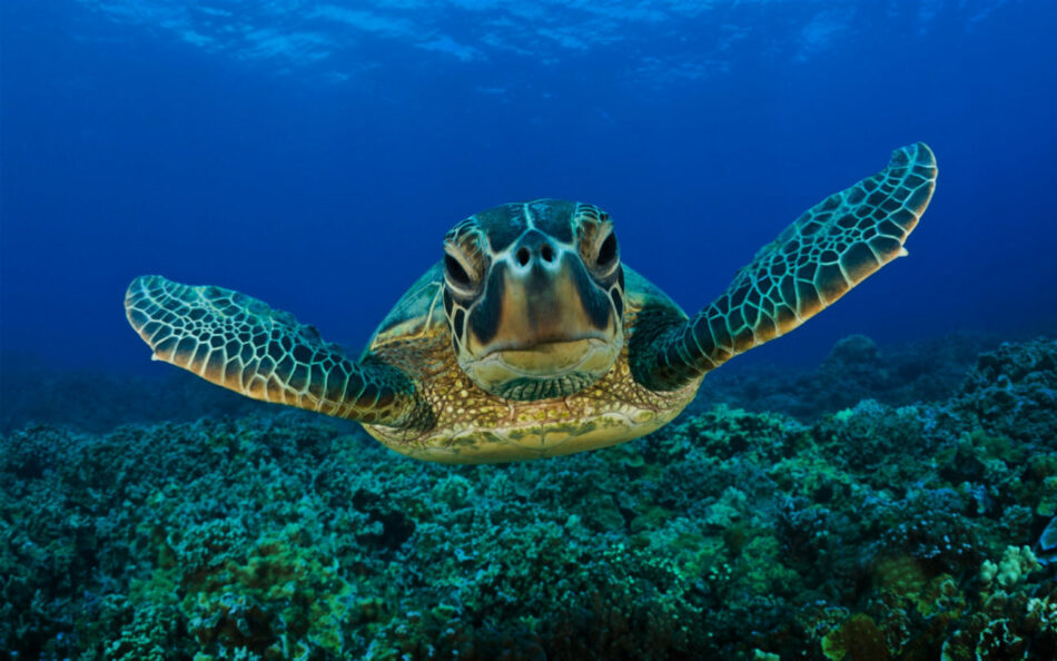 best travel experiences - sea turtles costa rica