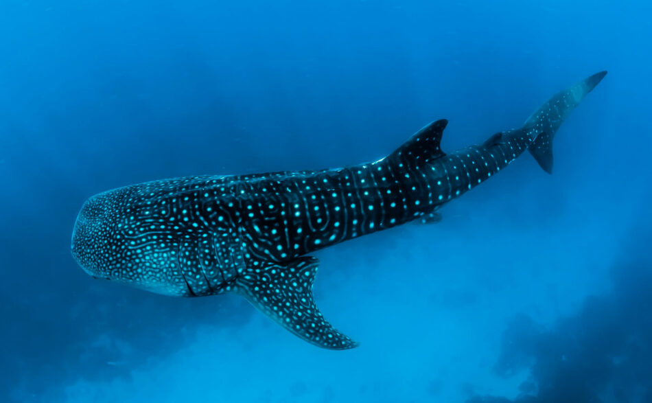 whale sharks in ningaloo reef