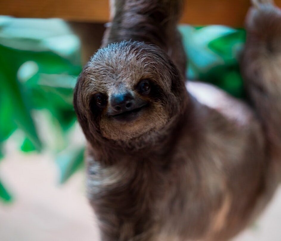 Sloth hanging from tree