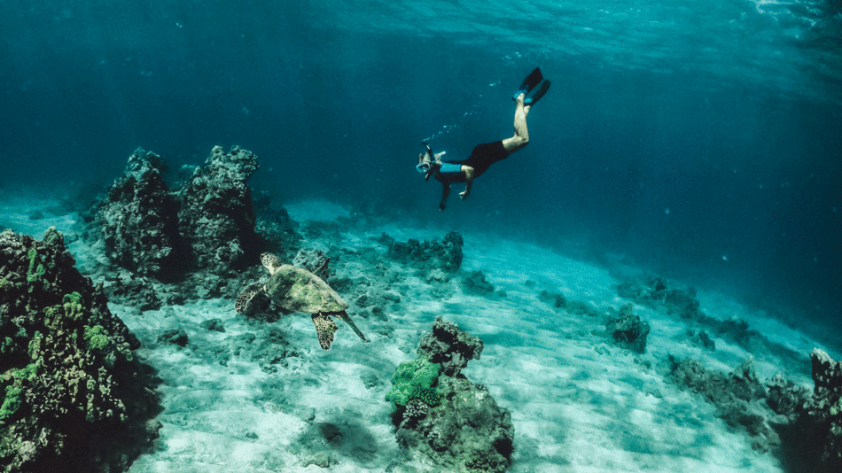 A person snorkling near a hidden gem in Hawaii, encountering a turtle in the ocean.