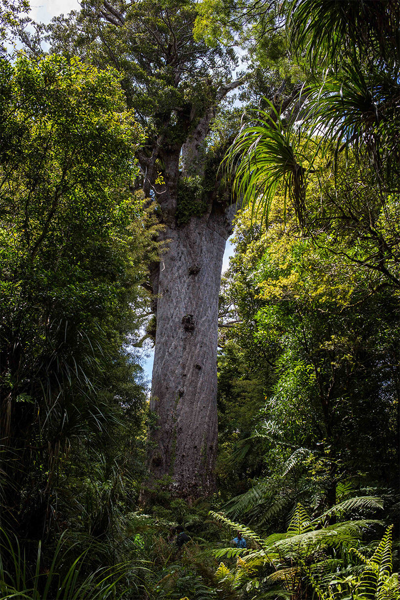 tane-mahuta-contiki-new-zealand