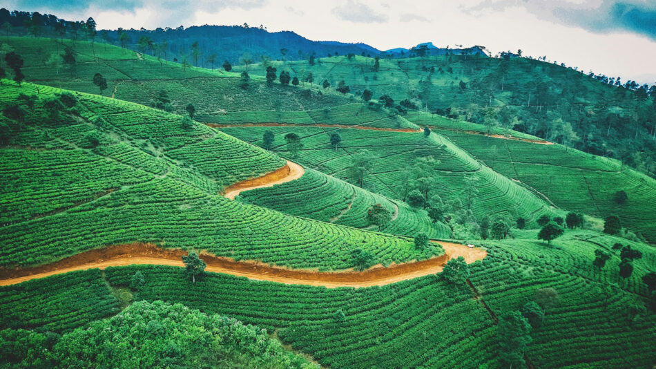 Tea Plantation, Sri Lanka