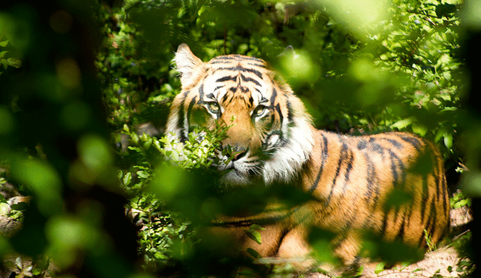 bengal-tiger-north-India-safari