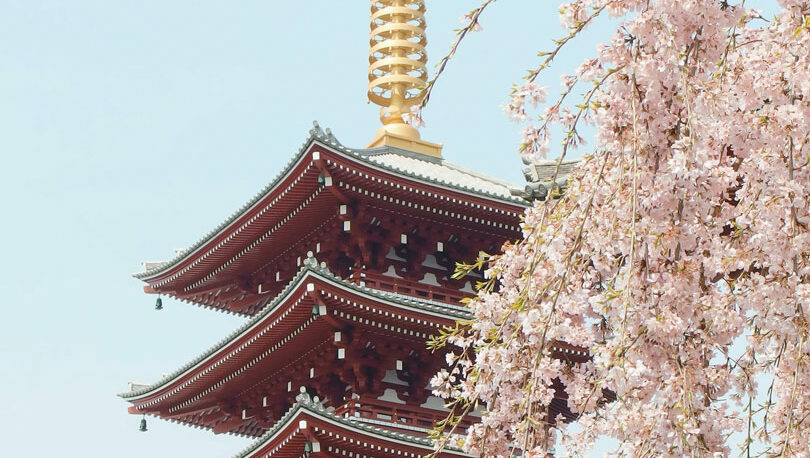 tokyo cherry blossoms