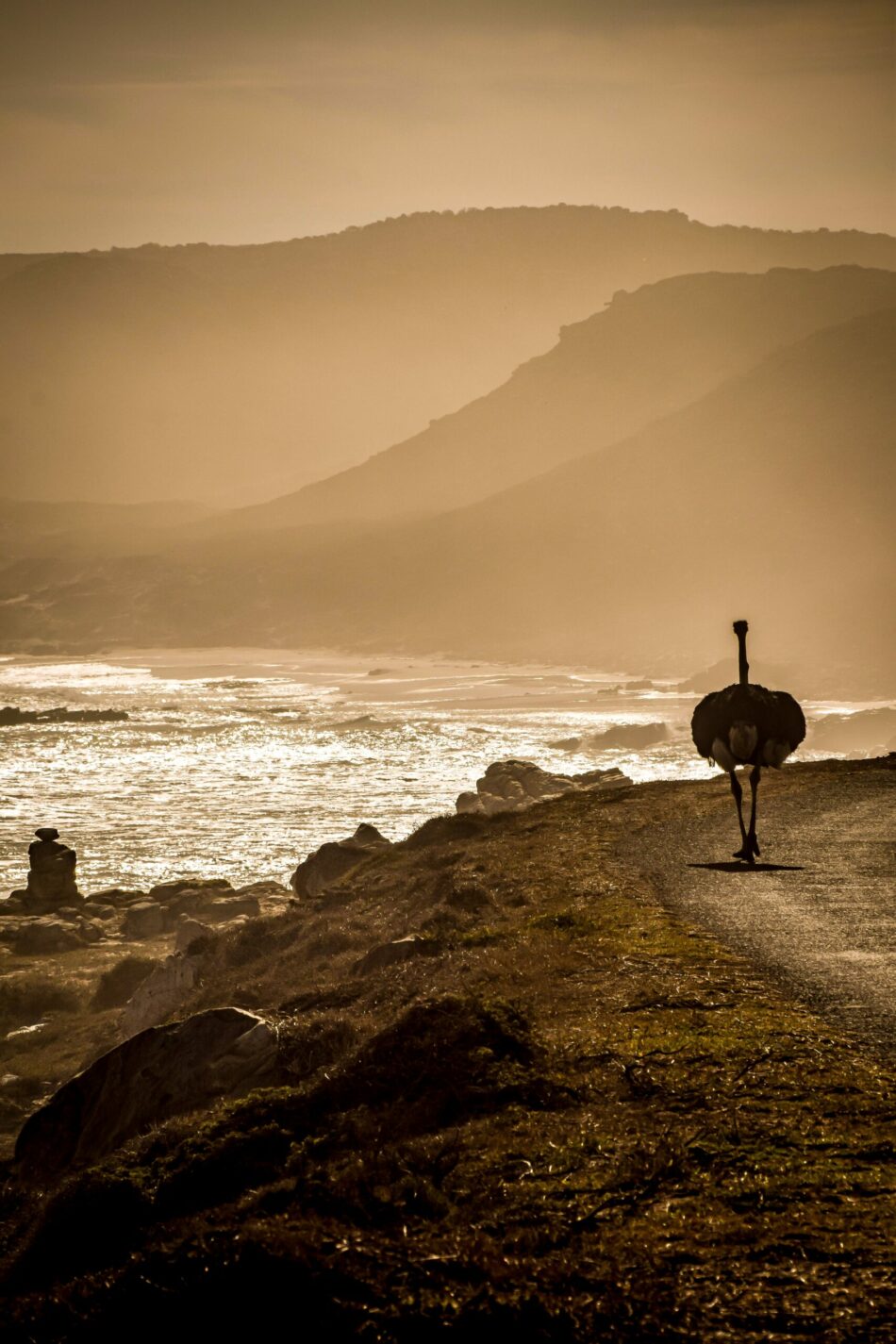 A man is walking down the Garden route with a surfboard.