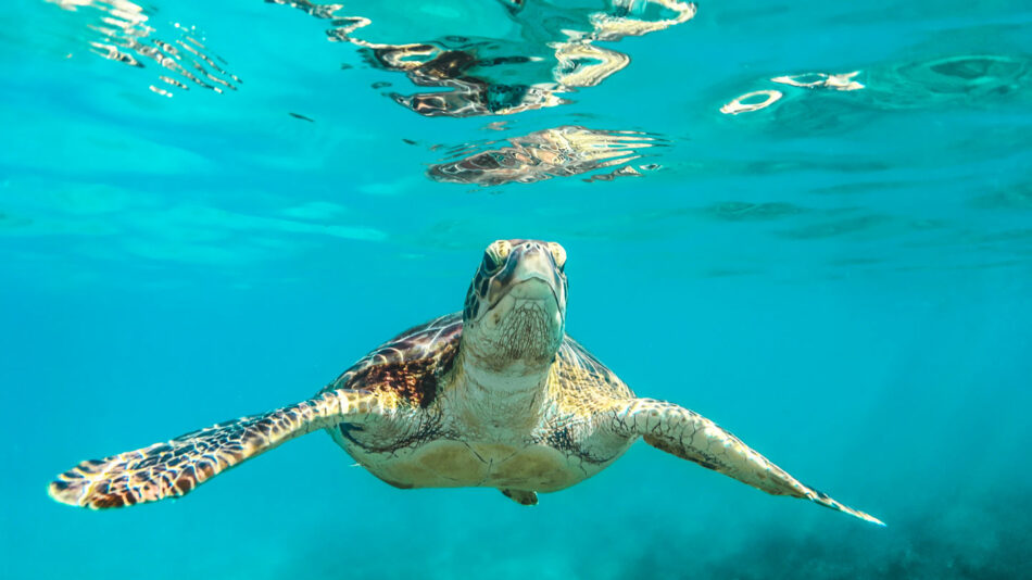 turtle-sanctuary-sri-lanka