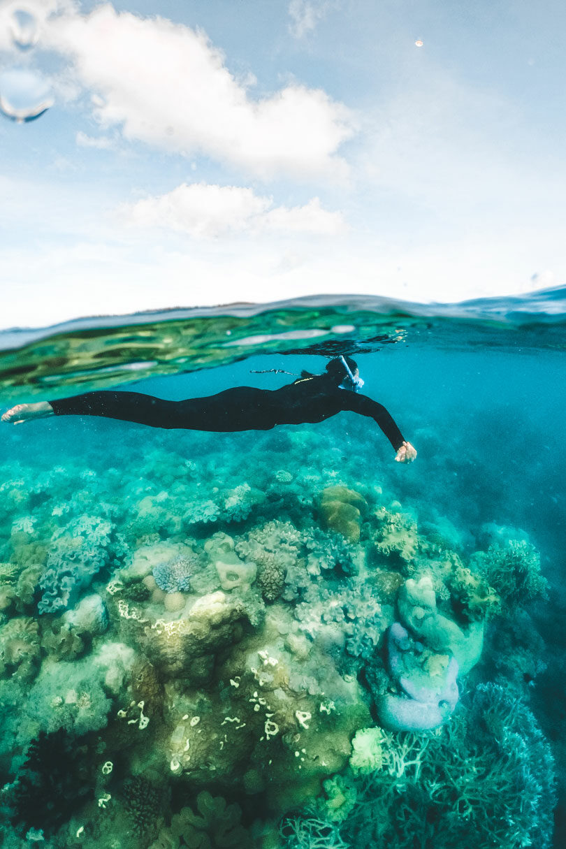 snorkelling great barrier reef