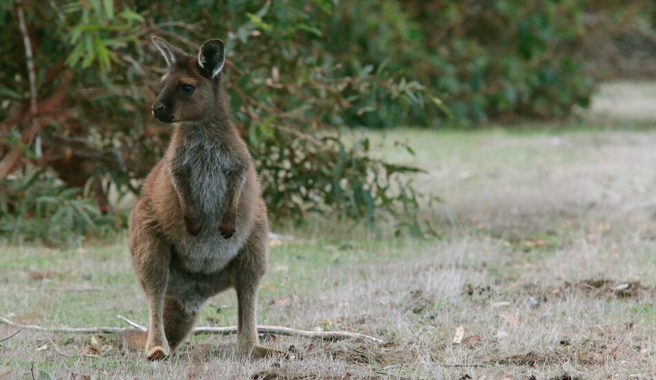 Kangaroo on Kangaroo Island