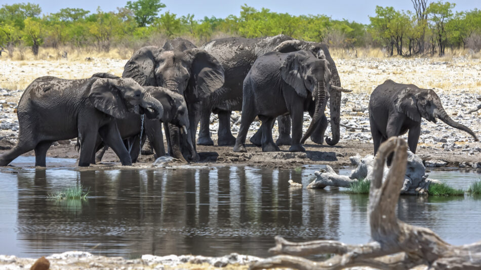 waterhole-elephants