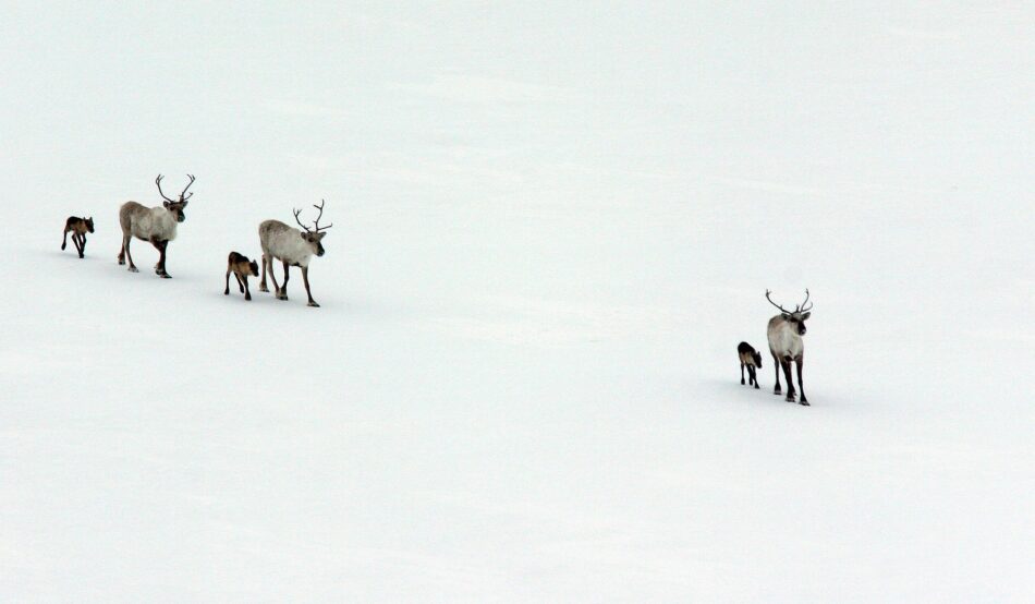 A group of reindeer walking in the happiest country in the world.