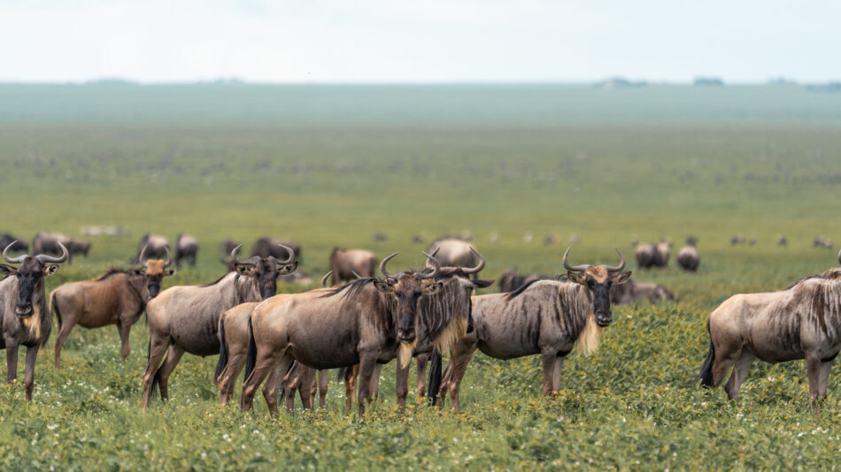 Wildebeest in Ngorongoro Crater, Tanzania