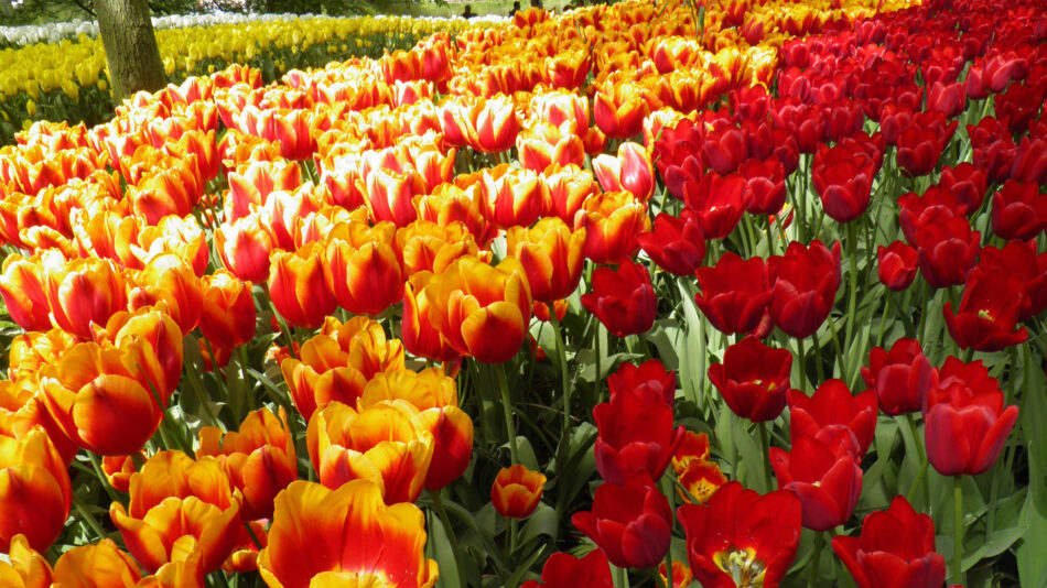 Image of tulips in Amsterdam