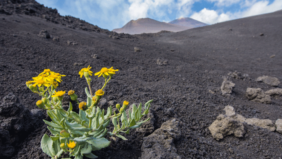 In the midst of a black lava field in Sicily, a vibrant yellow flower stands tall.