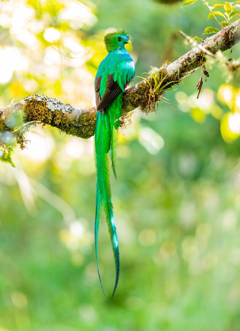 A green parrot sitting on a branch in the forest.