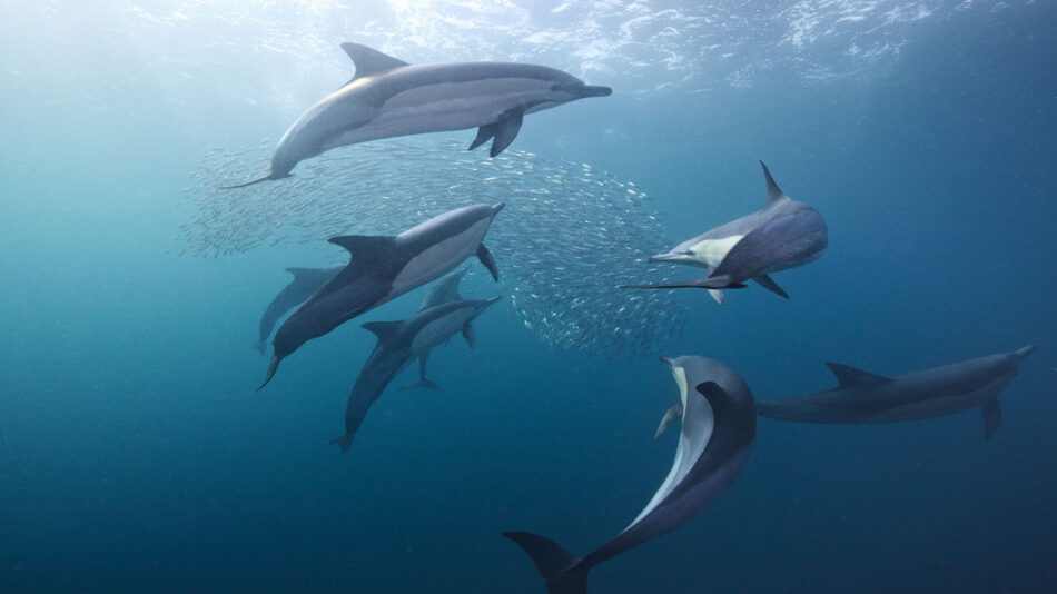 A group of dolphins swimming in the ocean, the best time for observing their playful antics on a safari.