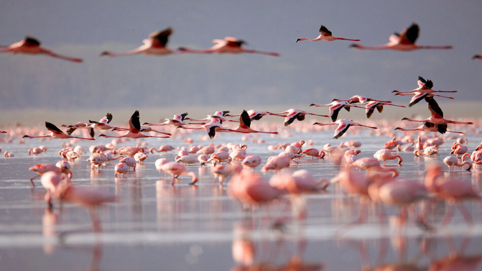 A large group of flamingos in the water, making for the best time for safari.