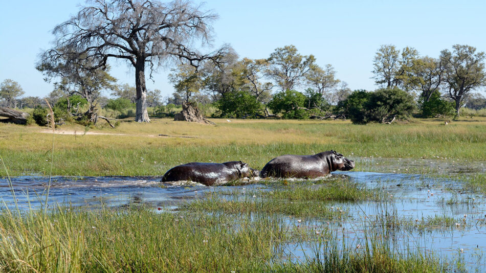 hippos crossing the Okavango Delta