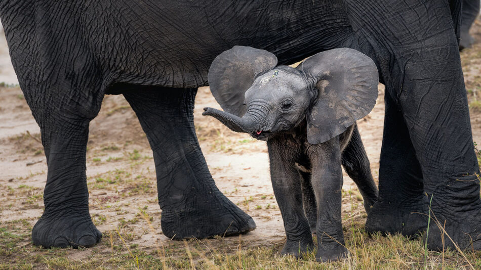 baby elephant with big ears