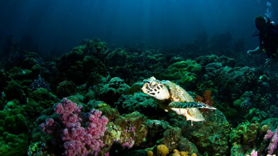 thai coral reef