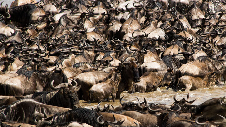 great wildebeest migration