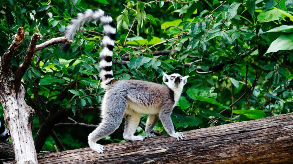 A ring tailed lemur perched on a tree branch.