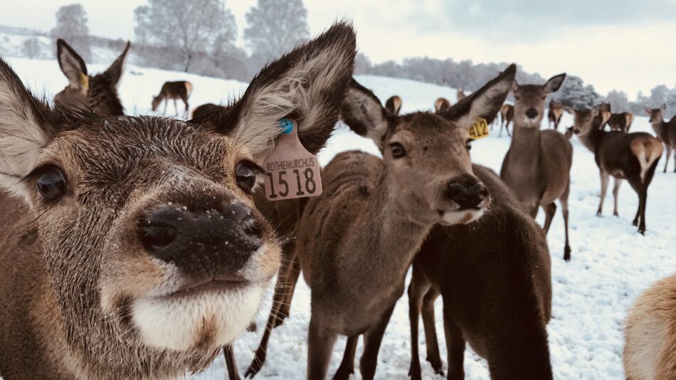 feed the deer in Rothiemurchus