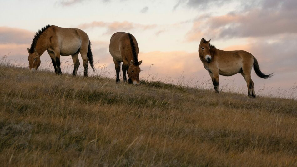 Three horses grazing on a grassy hill during an adventure.