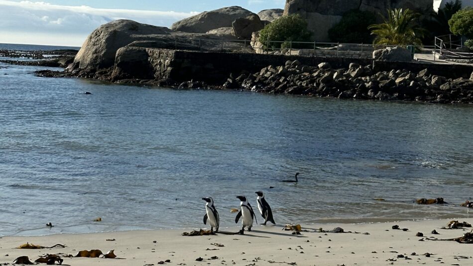 African penguins on Boulders Beach in South Africa