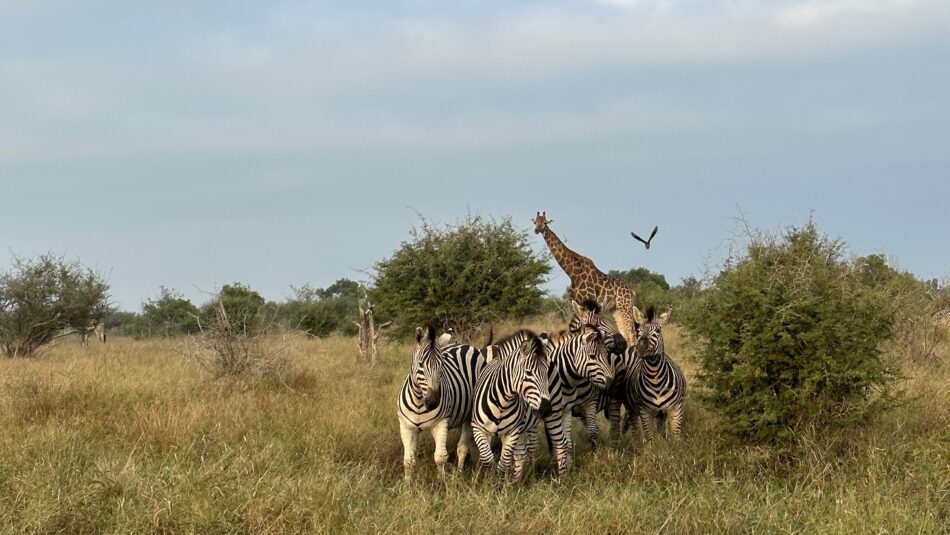 zebra and giraffe in Kruger National Park