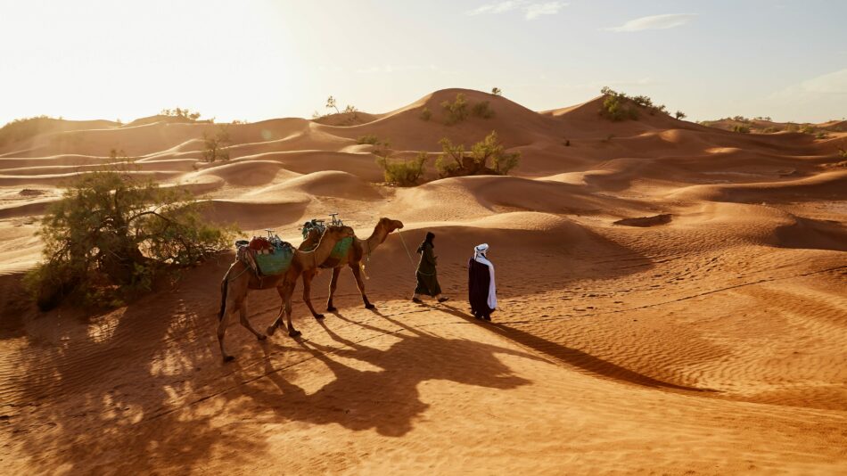 woman walking camels in desert in morocco