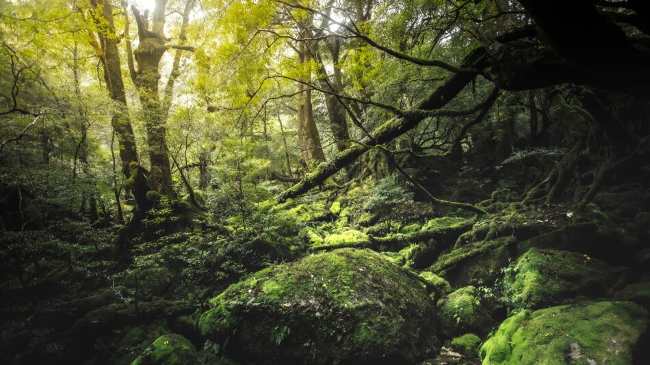 Yakushima Island, Japan