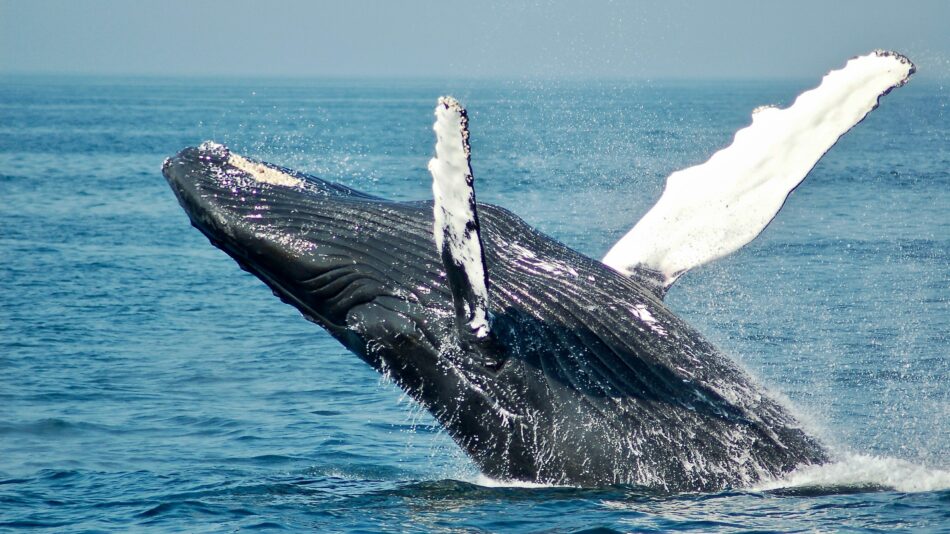 Whale watching in Costa Rica