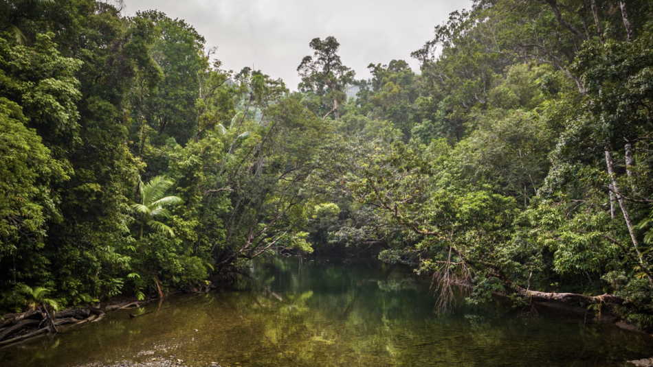 Daintree Rainforest and river